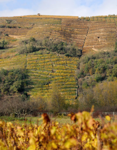Vue du domaine Julien Pilon à travers les vignes
